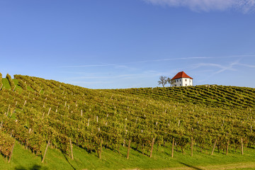 Winery and vineyards