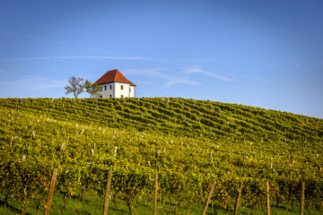 Fototapeta na wymiar Winery and vineyards