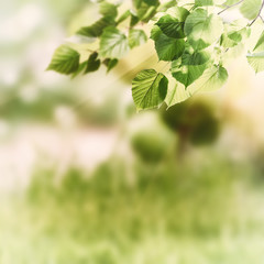Vintage Green Nature Background