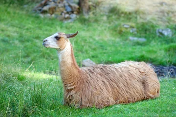 Fotobehang Een lama rust op een groen veld op een zomerdag in een nationaal park © anrymos