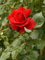  Red rose flower