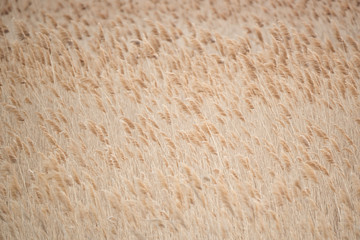 Minimalistic reed background