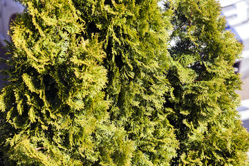 Evergreen tree closeup