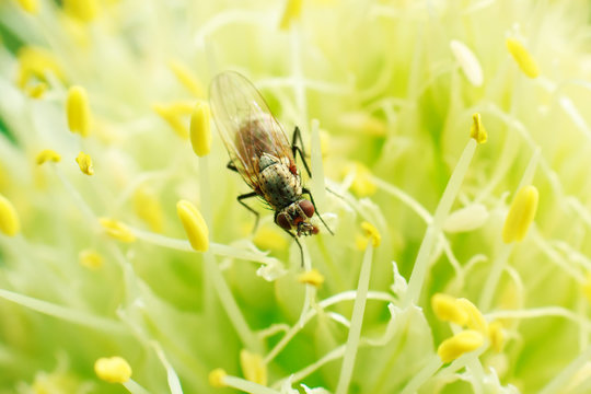 Delia antiqua fly on onion stamens
