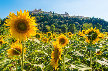 Field of sunflowers - Flowering in Amelia, a town in Umbria, central Italy.
