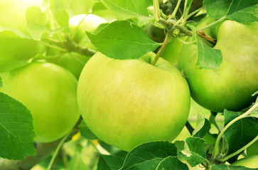 Green apples on tree