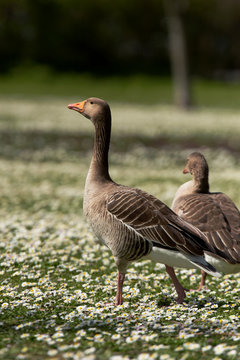 Greylag Goose, Goose, Anser Anser