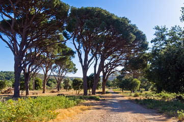 Mediterranean flora and trees by a gravel road to Arcady monastery, land cultivated by monks,...
