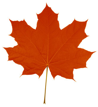 Maple Leaf isolated - Red