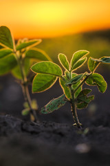 Soybean plants in sunset
