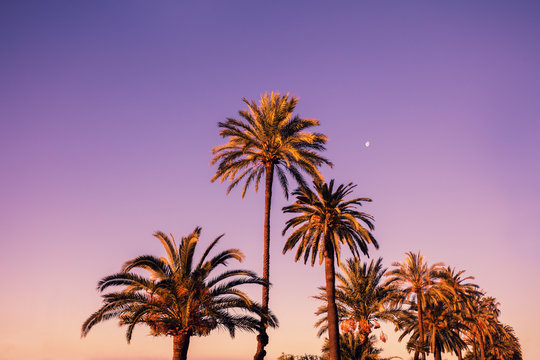 Palm trees against pink sunset sky