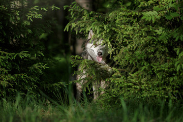 Dog breed Siberian Husky walking in summer park