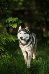 Naklejka na ściany i meble Dog breed Siberian Husky walking in summer park