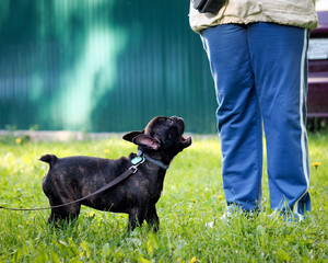 The dog - a black French bulldog and human feet. The dog barks. The concept of training dogs, dog walking. Dog collar, leash. The dog badge - the green heart