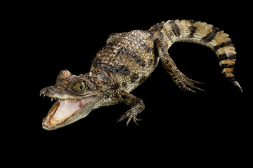 Closeup Young Cayman Crocodile, Reptile with opened mouth and waved tail Isolated on Black Background in Top view
