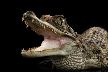 Obraz premium Closeup Young Cayman Crocodile, Reptile with opened mouth Isolated on Black Background