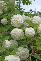 Blühender Schneeball, Viburnum