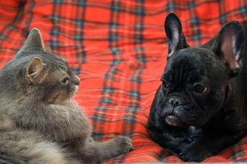Dog and cat lying together on the bed. Dog black French bulldog. Cat fluffy gray. Relationship cats and dogs. Red plaid. 