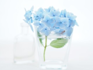 水に挿した紫陽花