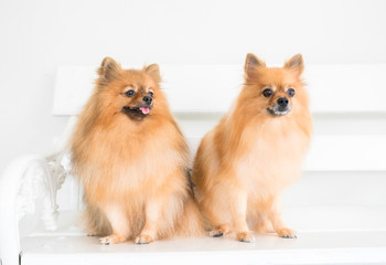 pomeranian dog
