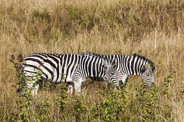 Fototapeta na wymiar Zebras Grazing on Dry Winter Grass in Nature Reserve