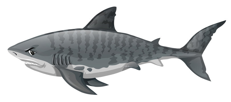 Gray shark looking angry