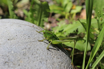 石の上のヤブキリの終齢幼虫