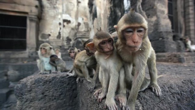Lopburi city in Thailand, thousands of macaque monkeys live in freedom.
During the monkey festival. A group of young curious monkeys play with the camera lens
