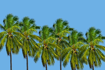 Coconut palm trees against