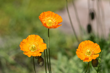 orange poppies in spring