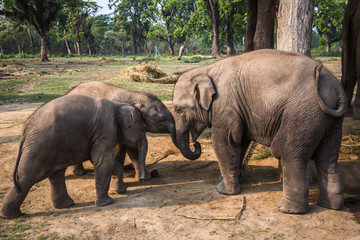 Fototapeta premium Elephants