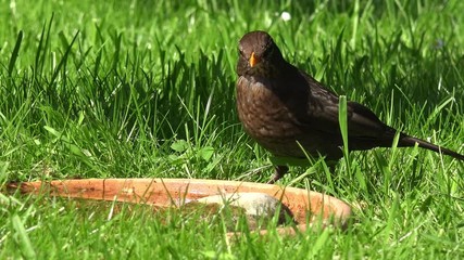 blackbird drink water on the water cup and run away