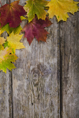 Naklejka na ściany i meble Autumn maple leaves on a wooden background