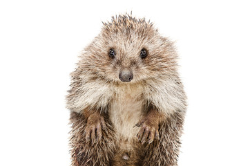 Portrait of a funny hedgehog standing on his hind legs
