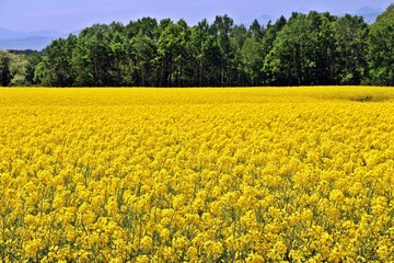 Fototapeta premium Rapeseed field