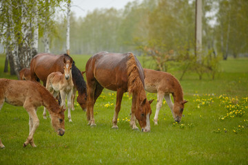 Fototapeta premium A horse in a forest glade. A bright summer photo. The nature of the village,