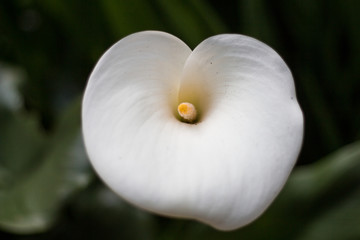 single calla lily