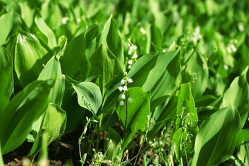 Lily-of-the-valley flowers, closeup