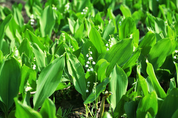 Lily-of-the-valley flowers, closeup