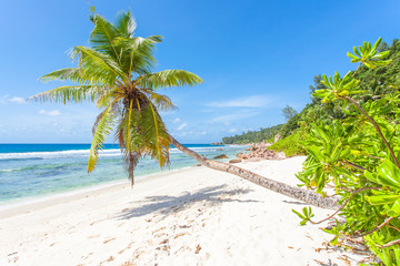 cocotier penché sur plage d'Anse Fourmis, la Digue, Seychelles