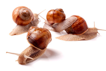 some snails crawling on a white background closeup