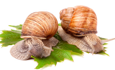 two snails crawling on the grape leaves white background