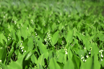 Lily-of-the-valley flowers, closeup