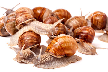 some snails crawling on a white background closeup
