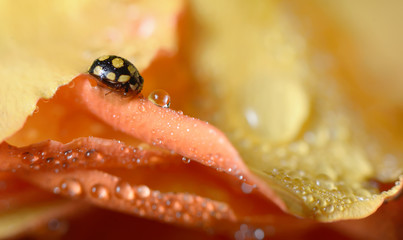close up of an yellow ladybug
