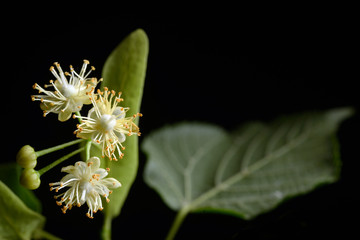 Flowers of linden tree