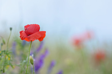 colorful flowers on field
