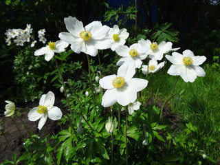 Windflower flowers (Anemone) in the garden after the rain