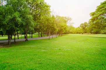 green grass field in big city park