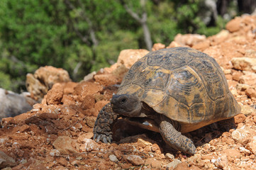 Large tortoise on the ground.